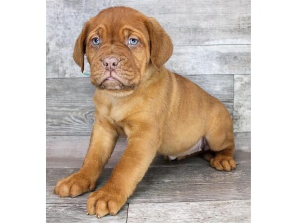 Dogue de Bordeaux Dog Female Red 12719 Petland Henderson, Nevada