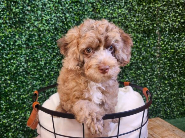 Poodle Dog Male Chocolate Merle 12716 Petland Henderson, Nevada