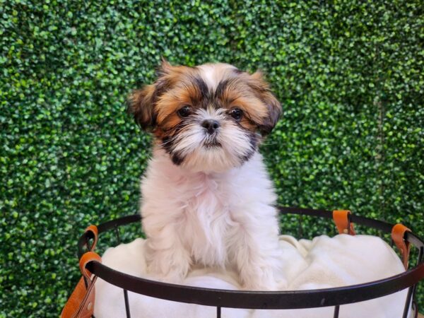 Shih Tzu Dog Male Red / White 12718 Petland Henderson, Nevada