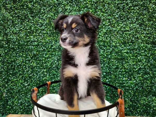 Miniature Australian Shepherd Dog Male Black White / Tan 12699 Petland Henderson, Nevada