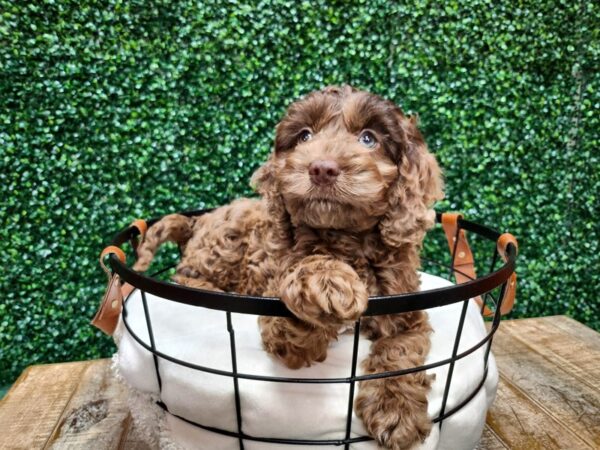 Cockadoodle Dog Female Chocolate Merle 12727 Petland Henderson, Nevada