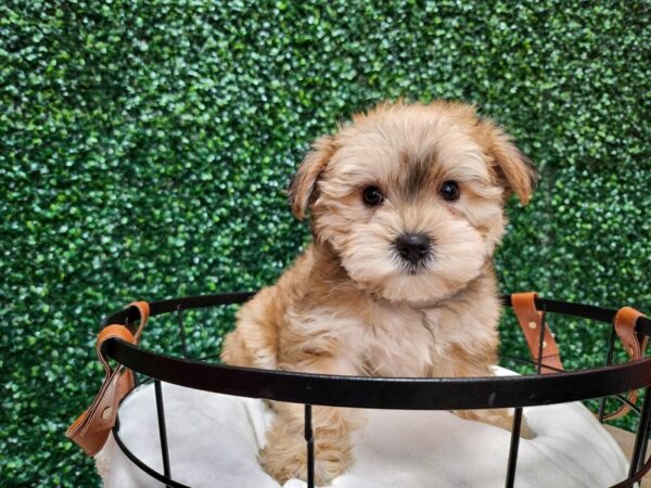 Yorkiepoo Dog Female Gold 12723 Petland Henderson, Nevada