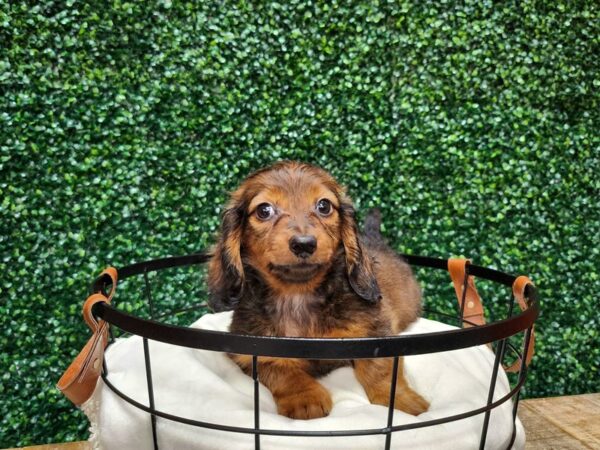 Dachshund Dog Male Red 12725 Petland Henderson, Nevada