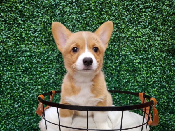 Pembroke Welsh Corgi Dog Male Sable / White 12722 Petland Henderson, Nevada