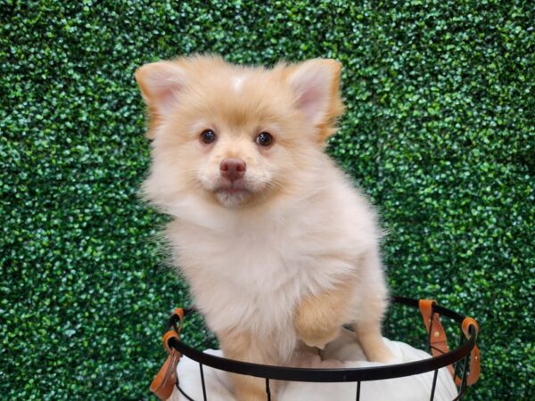 Pomeranian Dog Male Cream 12724 Petland Henderson, Nevada