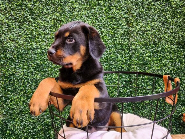 Rottweiler Dog Female Black / Rust 12702 Petland Henderson, Nevada