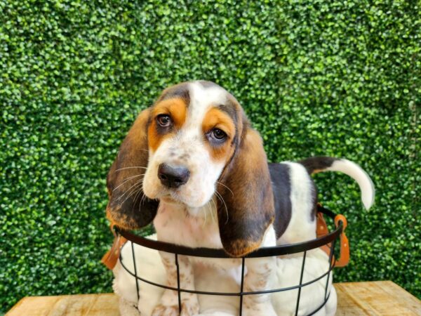 Basset Hound Dog Male Black Tan / White 12721 Petland Henderson, Nevada