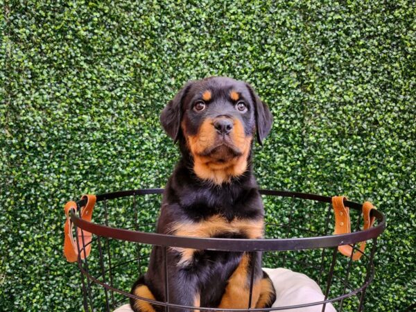 Rottweiler Dog Female Black / Rust 12717 Petland Henderson, Nevada