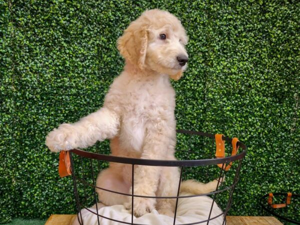 Goldendoodle-Dog-Male-Apricot-12706-Petland Henderson, Nevada