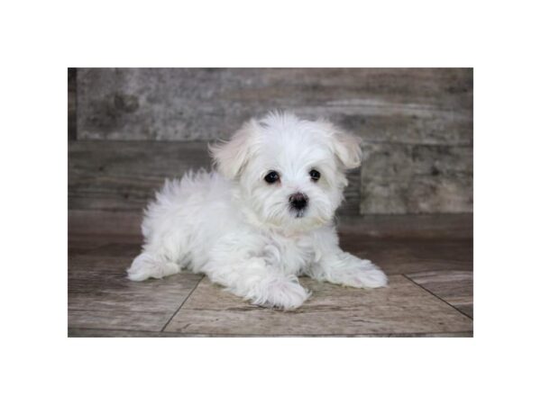 Maltese-Dog-Female-White-12734-Petland Henderson, Nevada