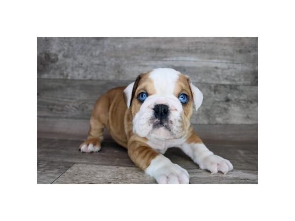 Bulldog Dog Male Red 12732 Petland Henderson, Nevada