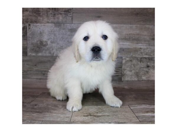 Golden Retriever Dog Male Light Golden 12736 Petland Henderson, Nevada