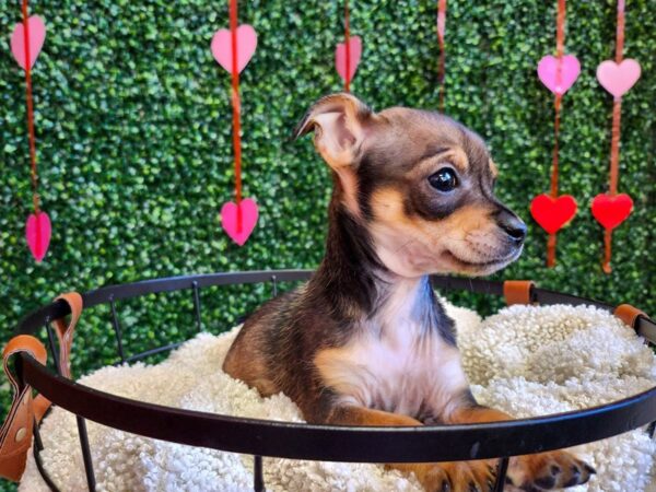 Chihuahua Dog Female Black Sabled Fawn 12733 Petland Henderson, Nevada