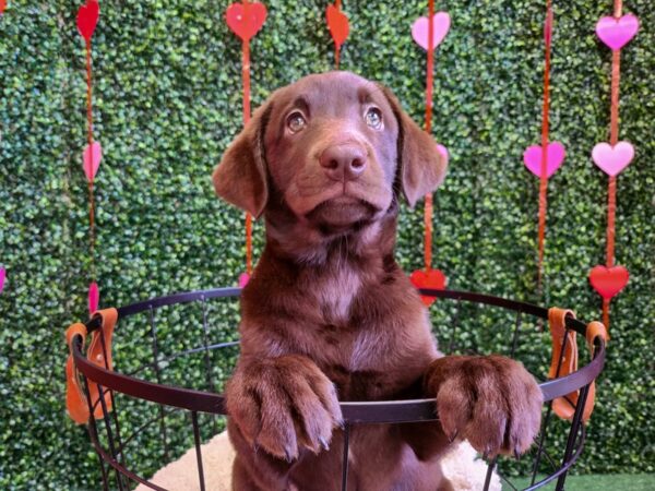 Labrador Retriever Dog Female Chocolate 12730 Petland Henderson, Nevada