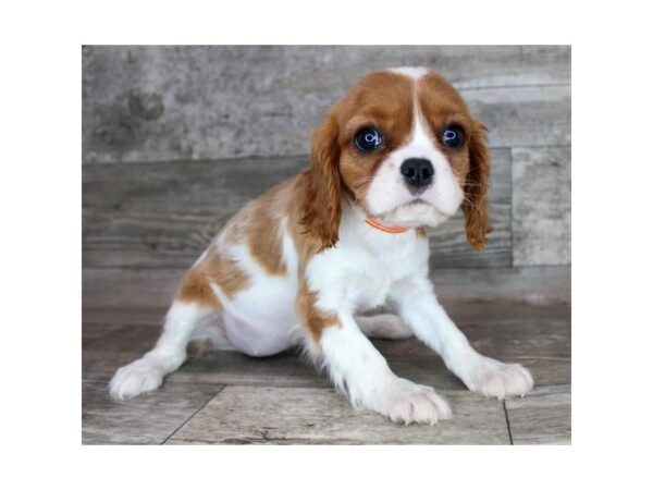 Cavalier King Charles Spaniel Dog Female Blenheim 12751 Petland Henderson, Nevada