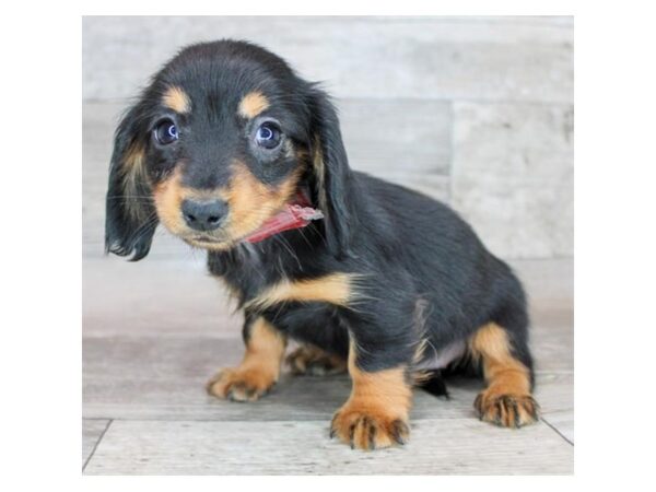 Dachshund Dog Female Black / Tan 12737 Petland Henderson, Nevada