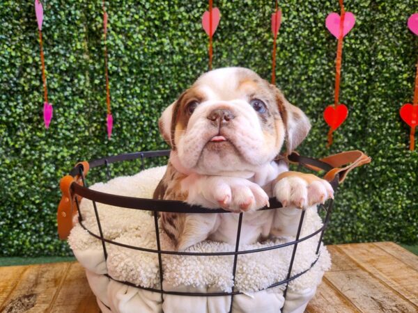 English Bulldog-Dog-Male-Chocolate Merle-12739-Petland Henderson, Nevada