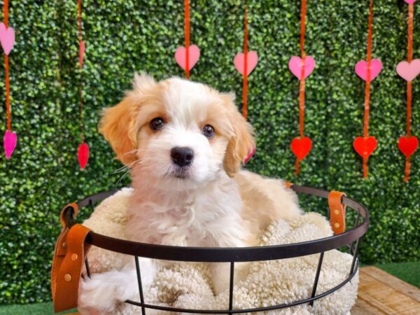 Cavachon Dog Male Blenheim 12740 Petland Henderson, Nevada