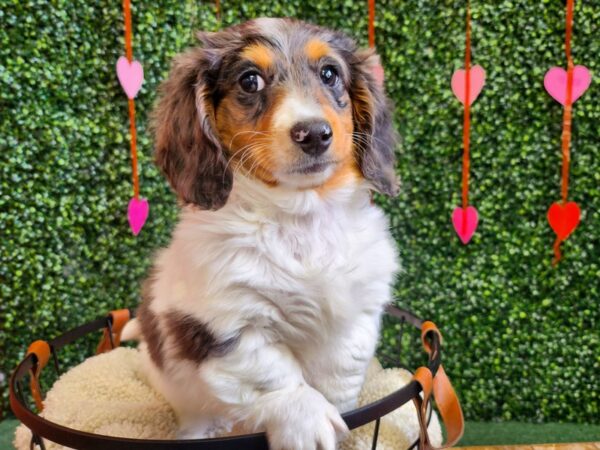 Dachshund Dog Female Blue and Tan 12746 Petland Henderson, Nevada