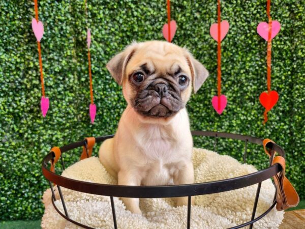 Pug Dog Male Fawn 12742 Petland Henderson, Nevada