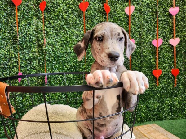 Great Dane Dog Male Blue Merle 12738 Petland Henderson, Nevada