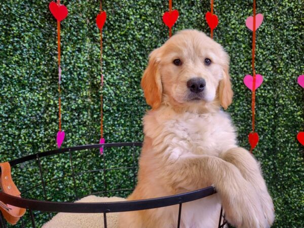 Golden Retriever Dog Female Light Golden 12744 Petland Henderson, Nevada