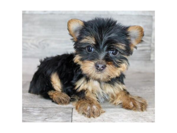 Yorkshire Terrier Dog Female Black / Tan 12750 Petland Henderson, Nevada