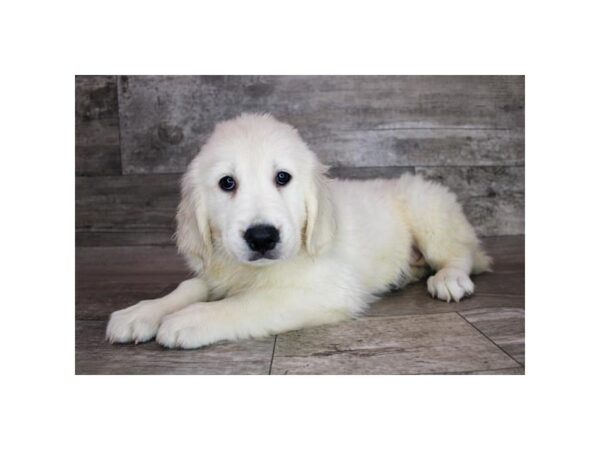 Golden Retriever-Dog-Female-Light Golden-12747-Petland Henderson, Nevada