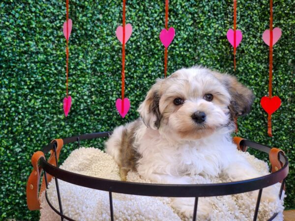 Havanese-Dog-Male-Fawn Sable-12748-Petland Henderson, Nevada