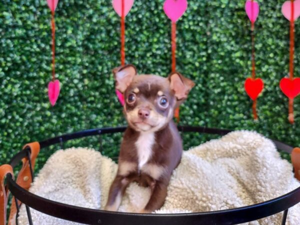 Chihuahua Dog Male Chocolate and Tan 12755 Petland Henderson, Nevada