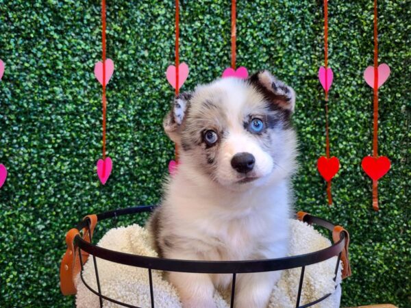 Pembroke Cardigan Welsh Corgi-Dog-Male-Blue Merle-12752-Petland Henderson, Nevada