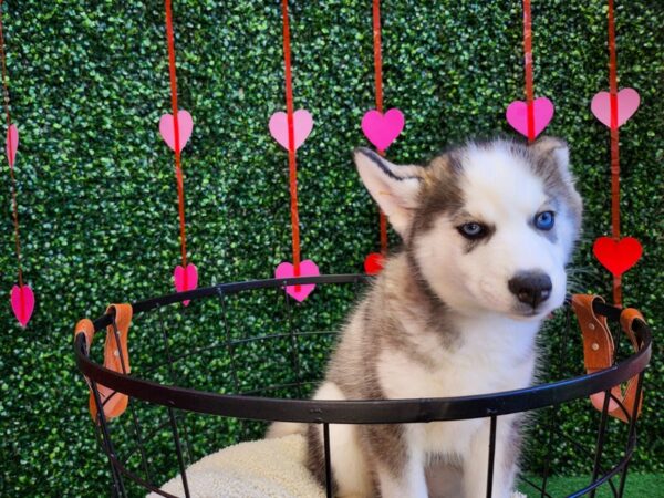 Siberian Husky Dog Female Agouti / White 12749 Petland Henderson, Nevada