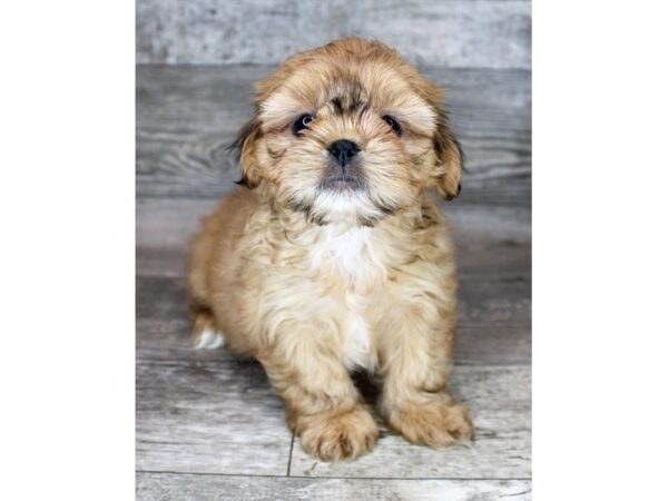 Shih Tzu-Dog-Female-Gold-12759-Petland Henderson, Nevada