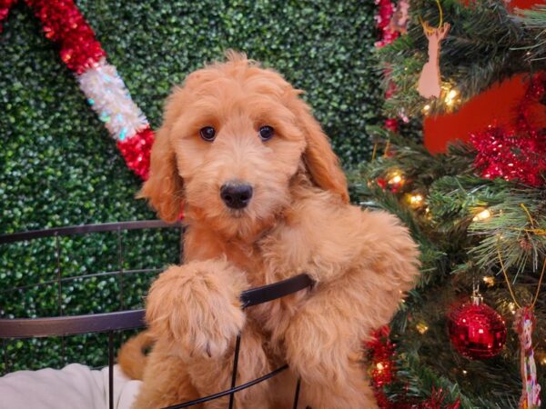 Goldendoodle Dog Female Golden 12687 Petland Henderson, Nevada