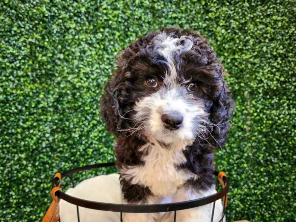 Bernardadoodle Mini Dog Female Black 12720 Petland Henderson, Nevada