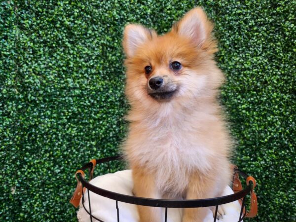 Pomeranian Dog Male Orange 12707 Petland Henderson, Nevada