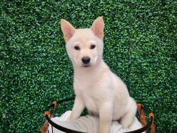 Shiba Inu-Dog-Male-Cream-12708-Petland Henderson, Nevada