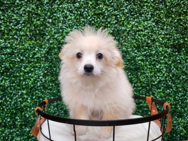 Pom-A-Poo Dog Female Biscuit 12683 Petland Henderson, Nevada