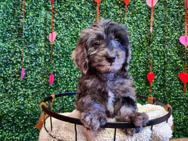 Doxiepoo Dog Male Blue Merle 12735 Petland Henderson, Nevada