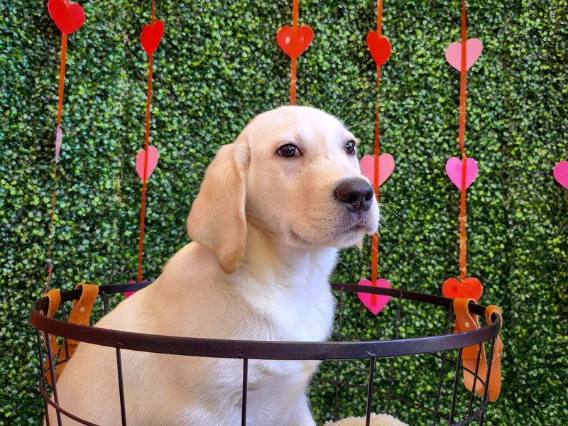 short legged labrador for sale
