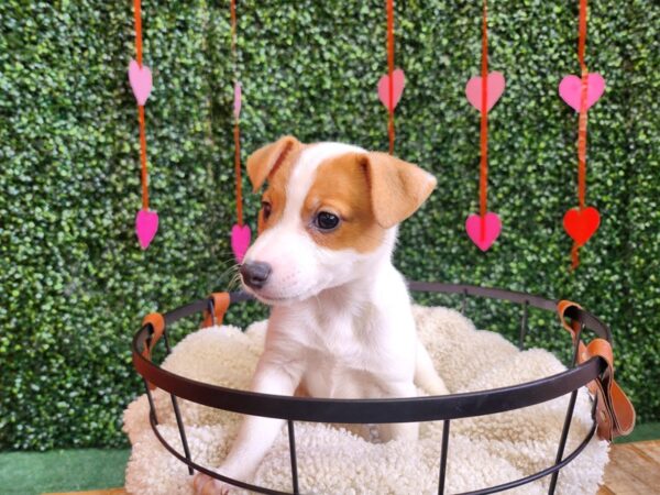 Jack Russell Terrier Dog Female White and Red 12743 Petland Henderson, Nevada