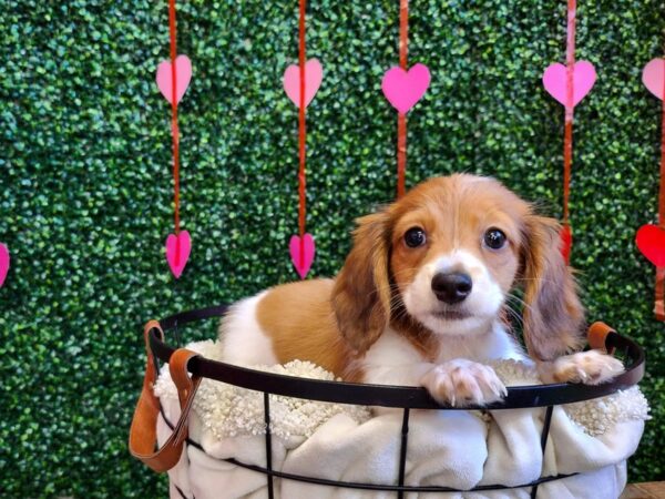 Dachshund-Dog-Female-Red-12754-Petland Henderson, Nevada