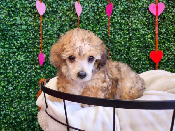 Poodle-Dog-Female-Sable-12758-Petland Henderson, Nevada