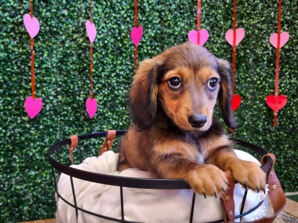 Dachshund Dog Female Red 12765 Petland Henderson, Nevada