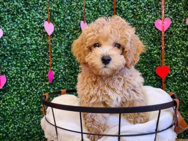 Poodle Dog Male Apricot 12764 Petland Henderson, Nevada