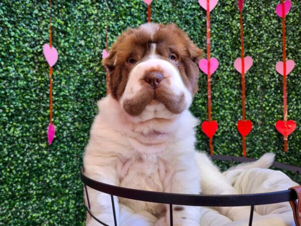 Shar Pei Dog Female Chocolate Dilute 12760 Petland Henderson, Nevada