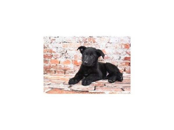 German Shepherd Dog Male Black 12775 Petland Henderson, Nevada