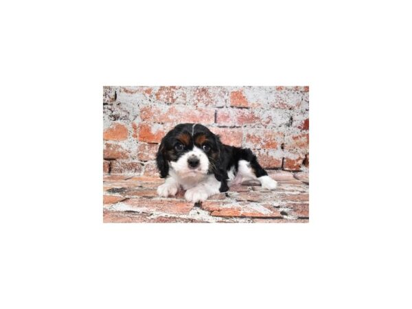 Cavalier King Charles Spaniel Dog Male Black and White 12772 Petland Henderson, Nevada