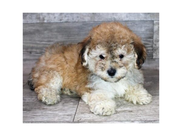 Yorkiepoo-Dog-Female-Red Sable-12771-Petland Henderson, Nevada