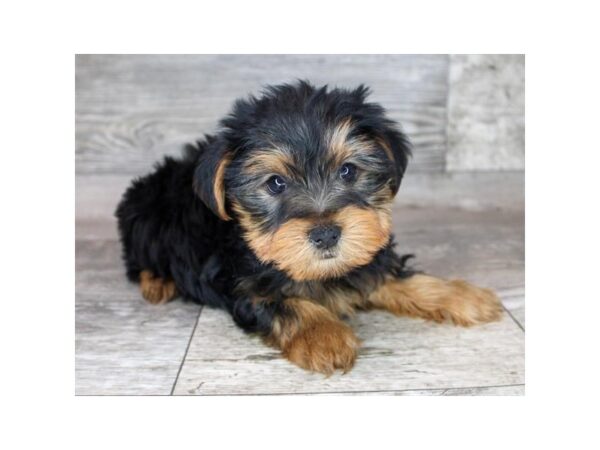 Yorkshire Terrier Dog Male Black / Tan 12768 Petland Henderson, Nevada